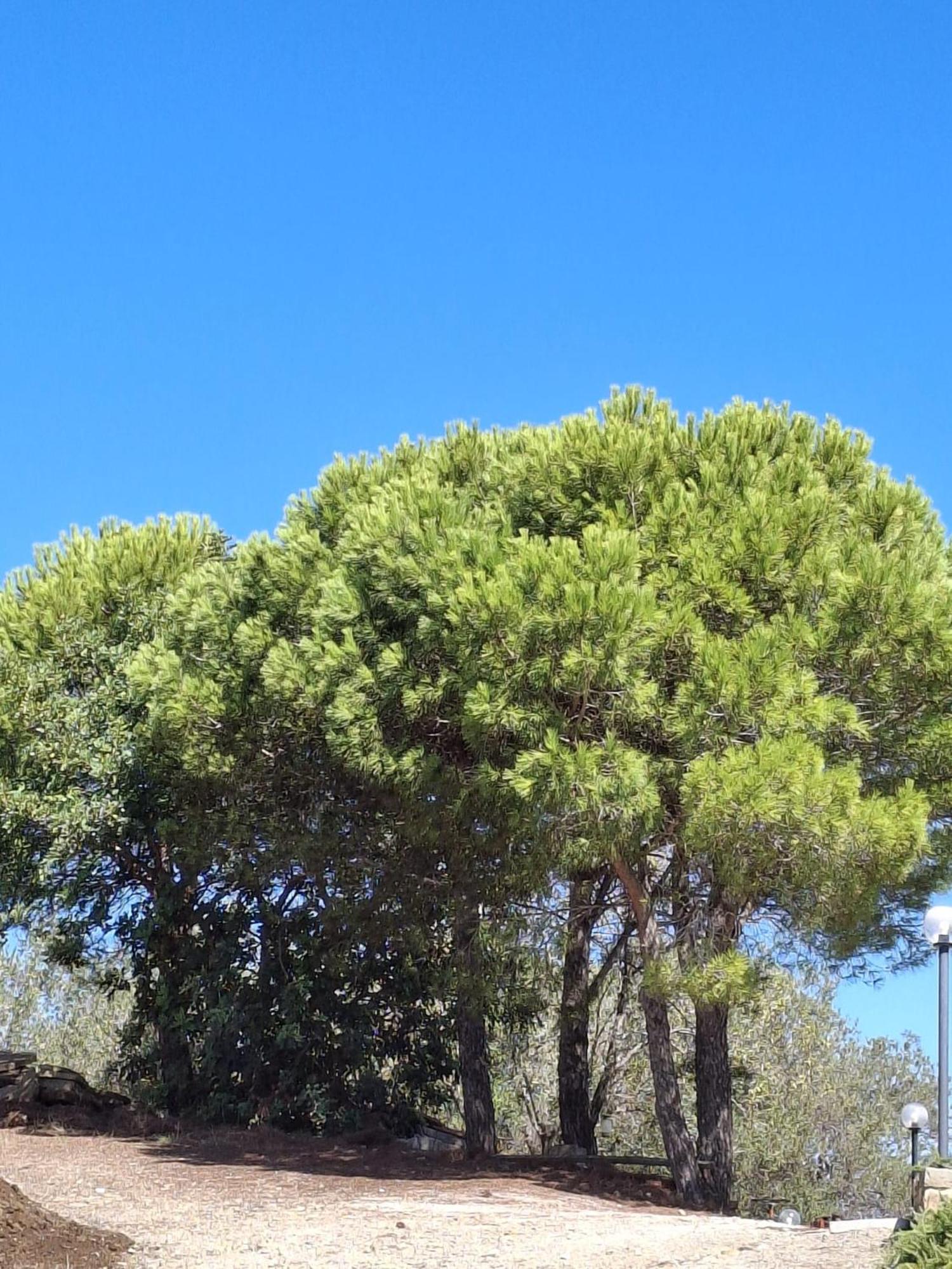 Tenuta Belvedere Cilento Montecorice Zewnętrze zdjęcie
