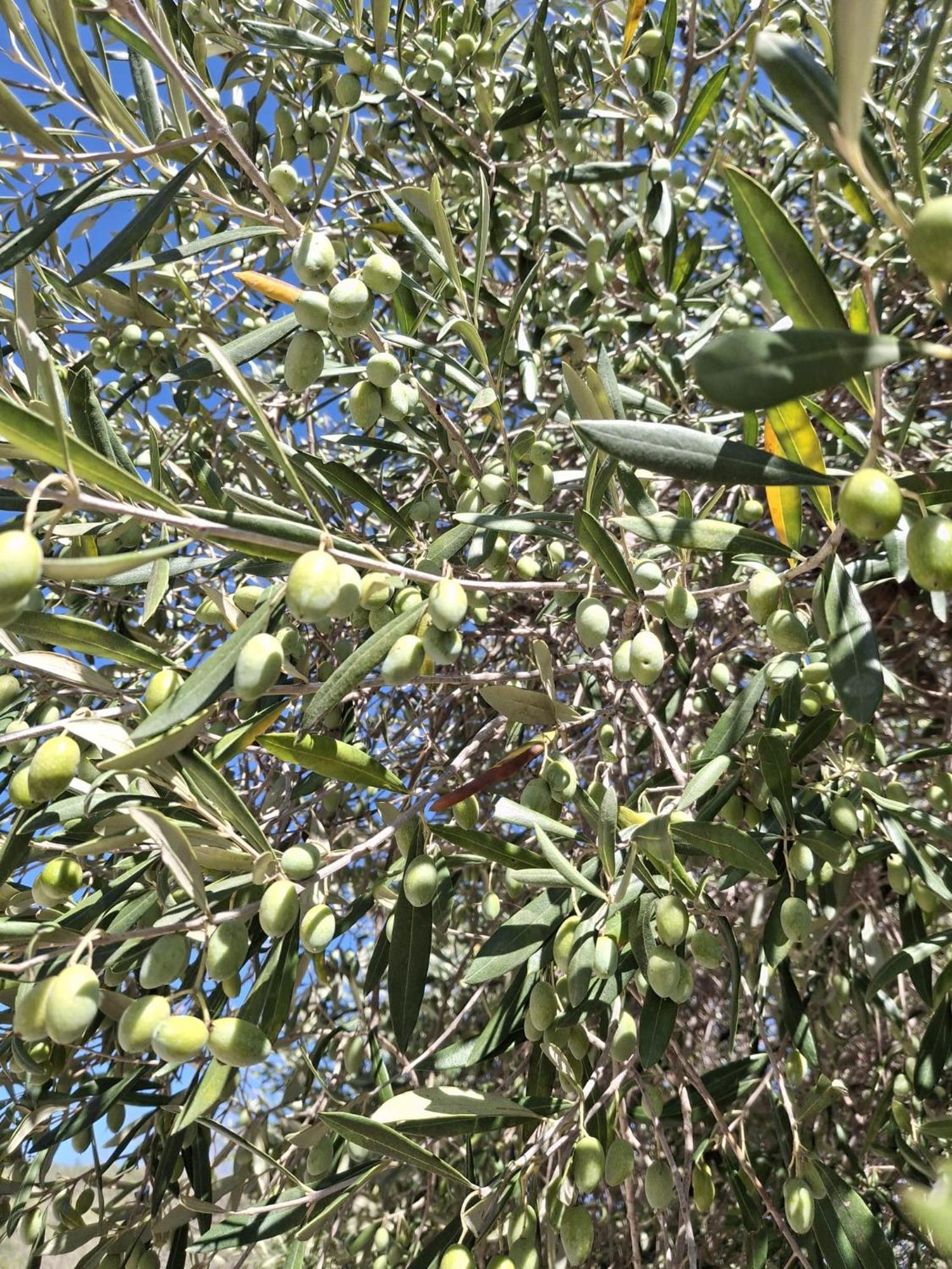 Tenuta Belvedere Cilento Montecorice Zewnętrze zdjęcie